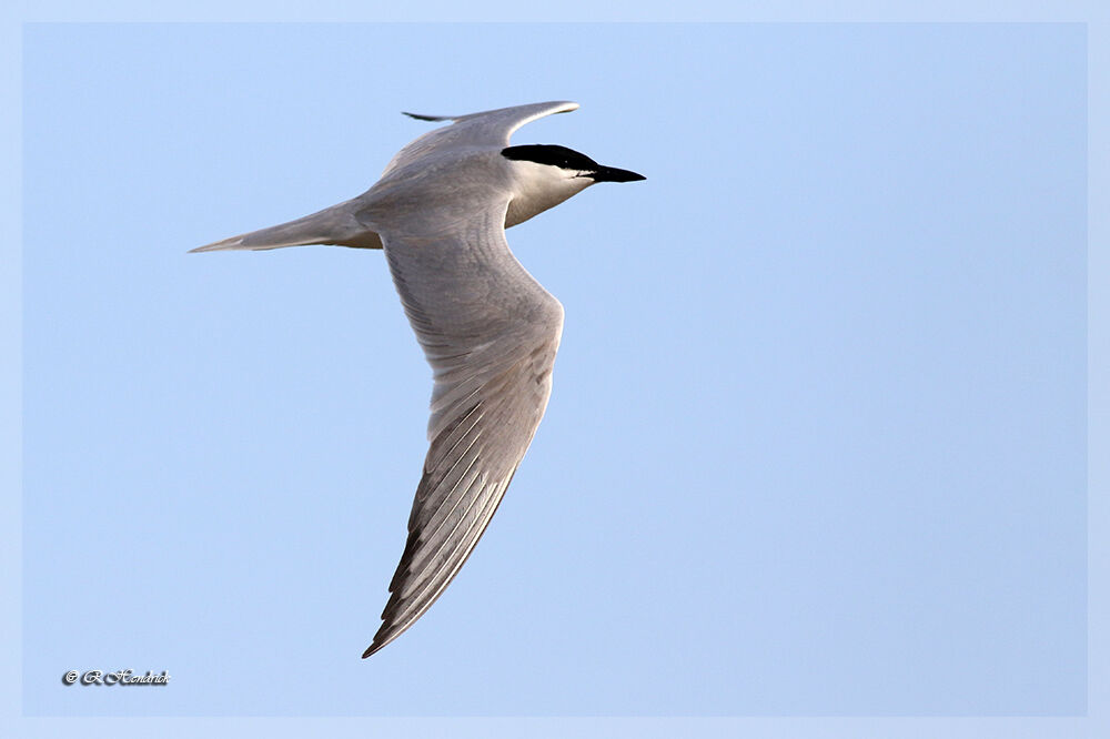 Gull-billed Tern