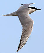 Gull-billed Tern