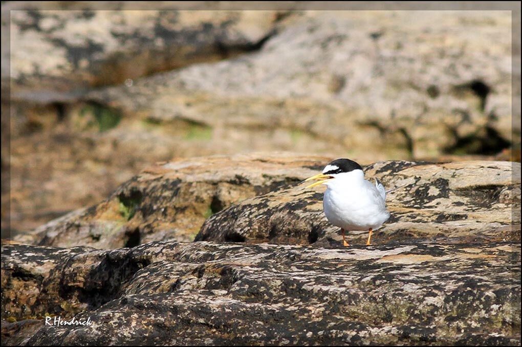 Little Tern