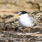 Little Tern