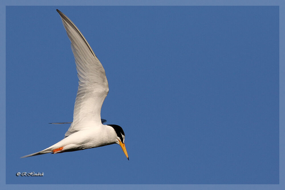 Little Tern