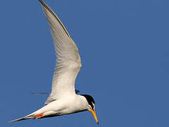 Little Tern