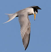 Little Tern