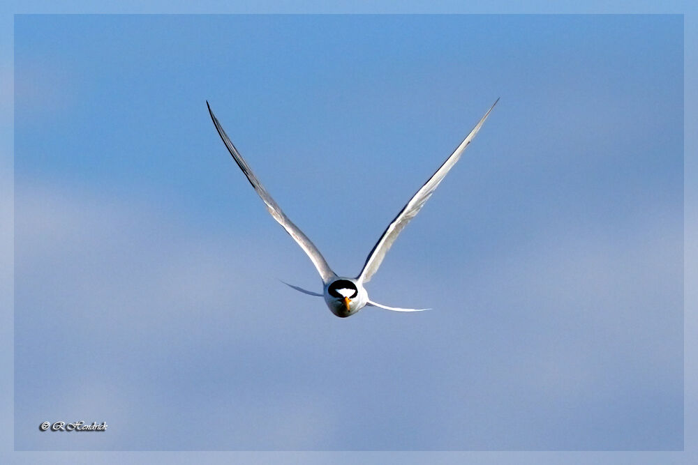 Little Tern