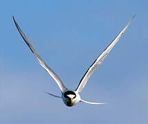 Little Tern