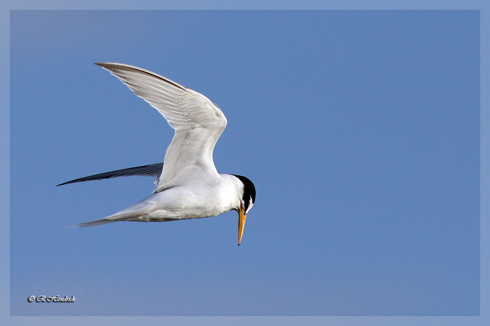 Little Tern