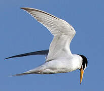 Little Tern