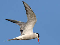 Common Tern