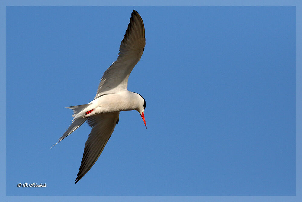 Common Tern