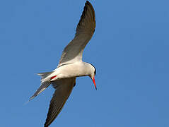 Common Tern