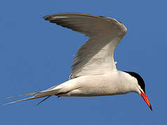 Common Tern