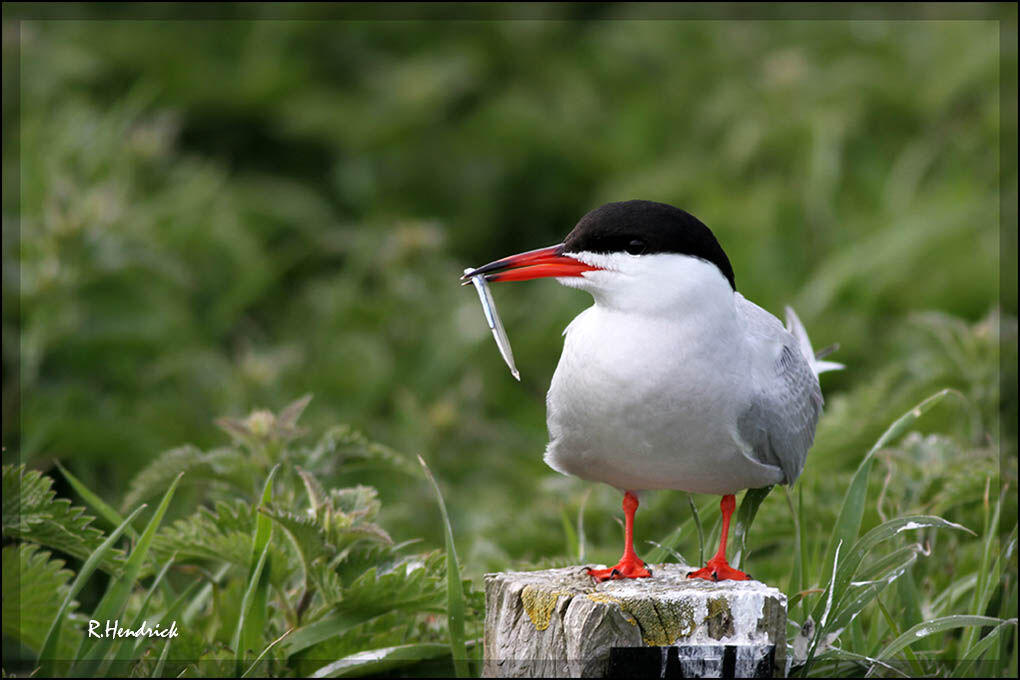 Common Ternadult breeding, feeding habits, fishing/hunting