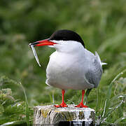 Common Tern