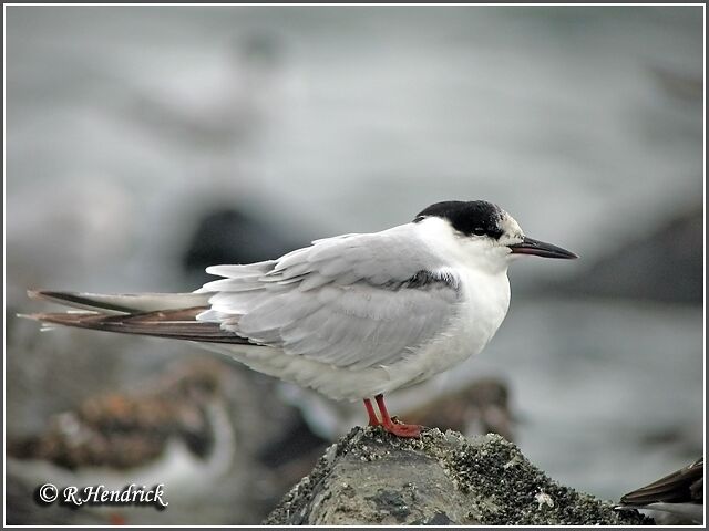 Common Tern