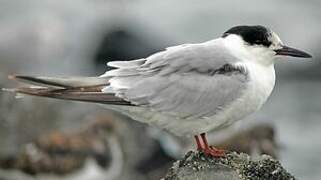 Common Tern