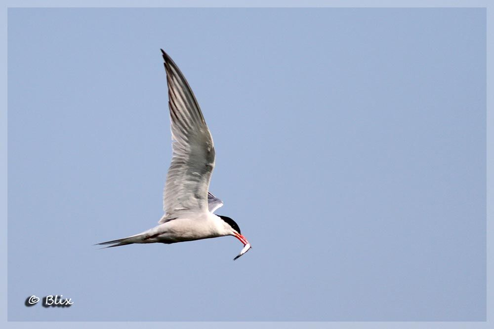 Common Tern