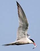 Common Tern