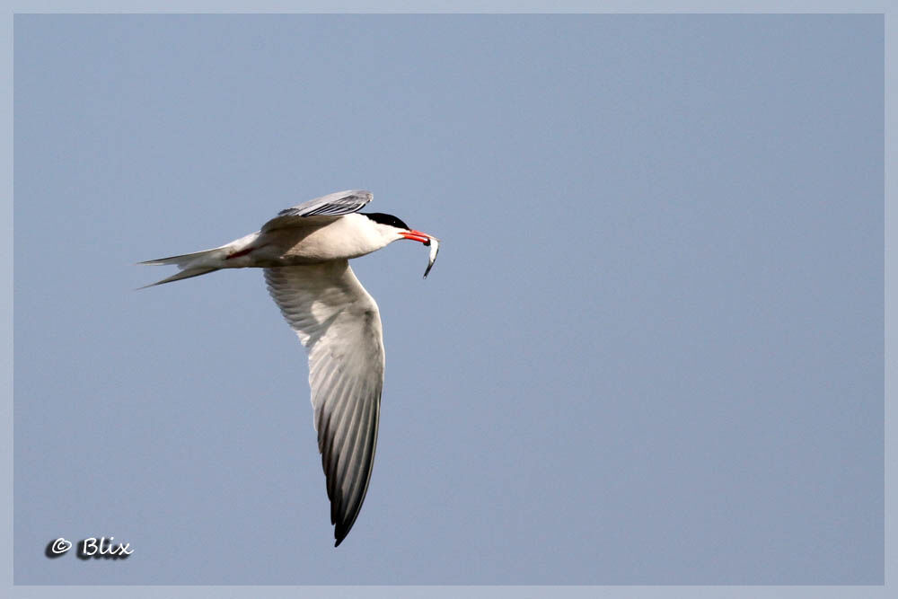 Common Tern