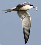 Common Tern