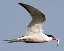 Common Tern