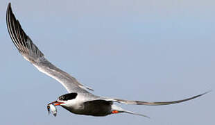 Common Tern