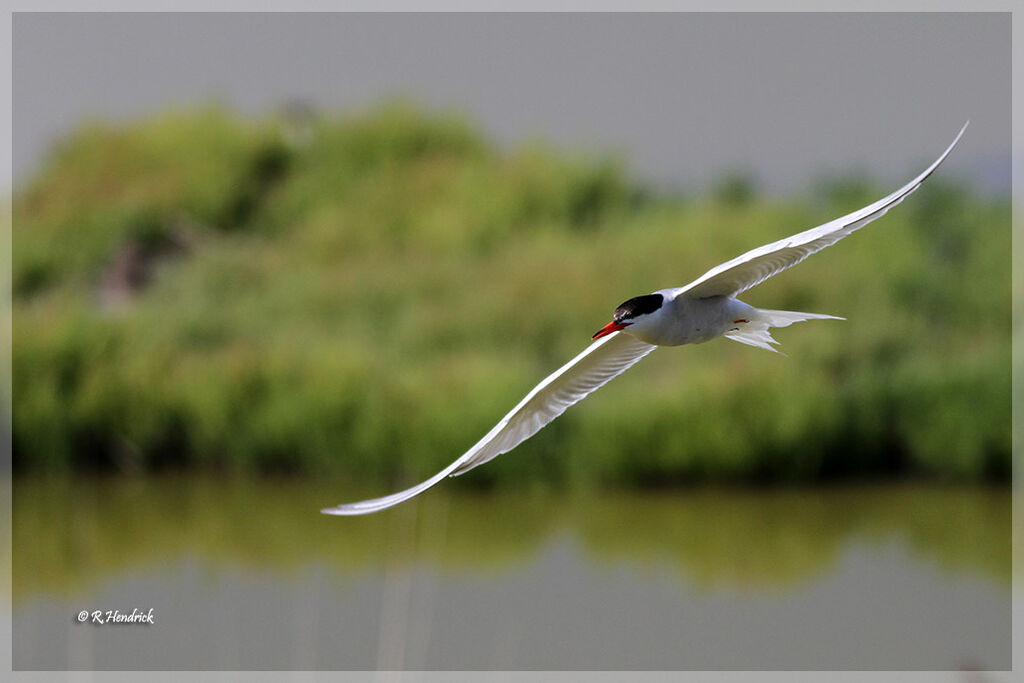 Common Tern