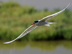 Common Tern