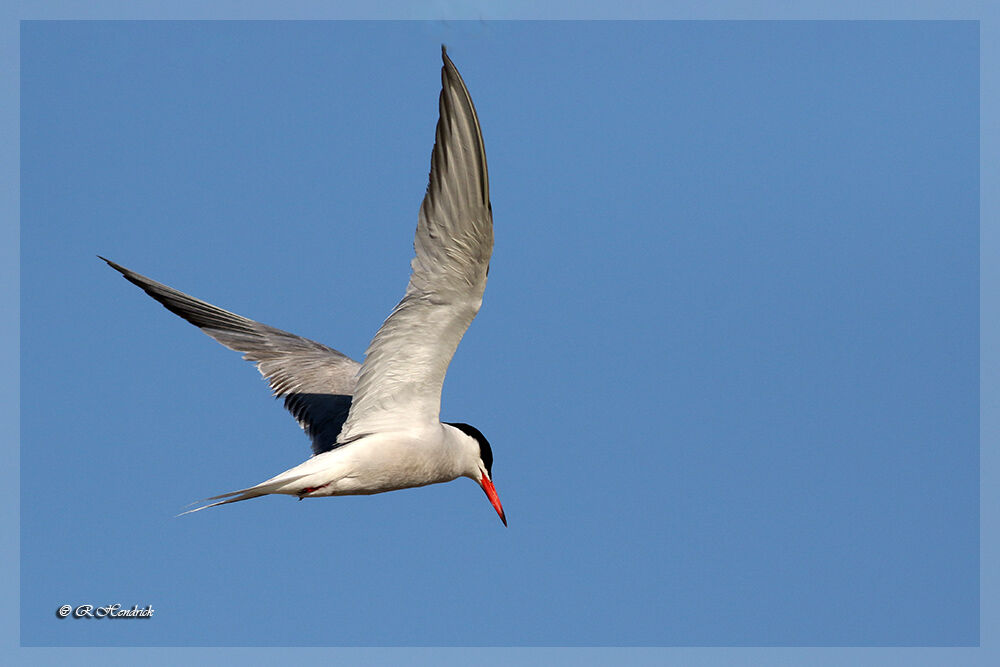 Common Tern