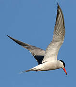 Common Tern