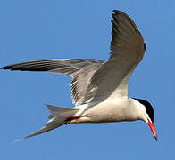 Common Tern