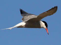 Common Tern