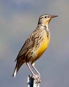 Western Meadowlark