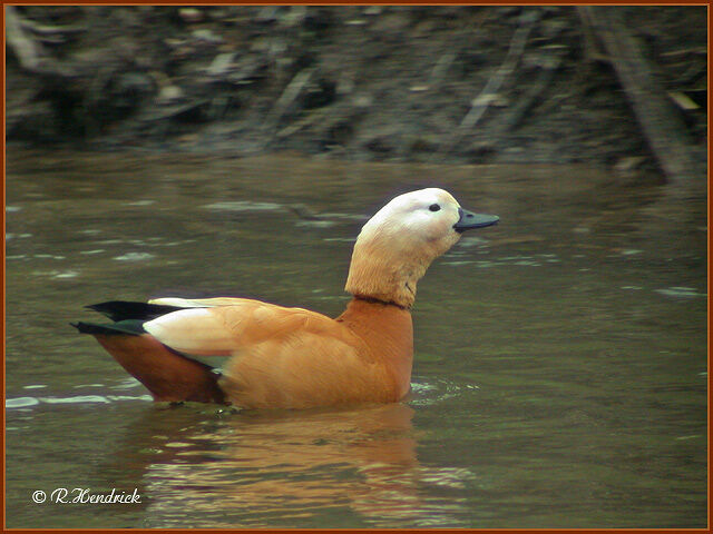 Ruddy Shelduck