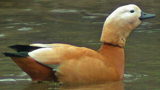 Ruddy Shelduck