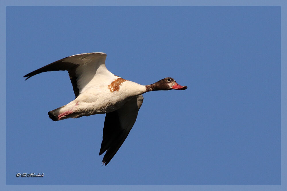 Common Shelduck