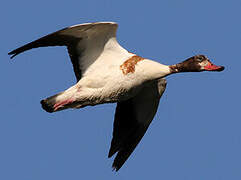 Common Shelduck