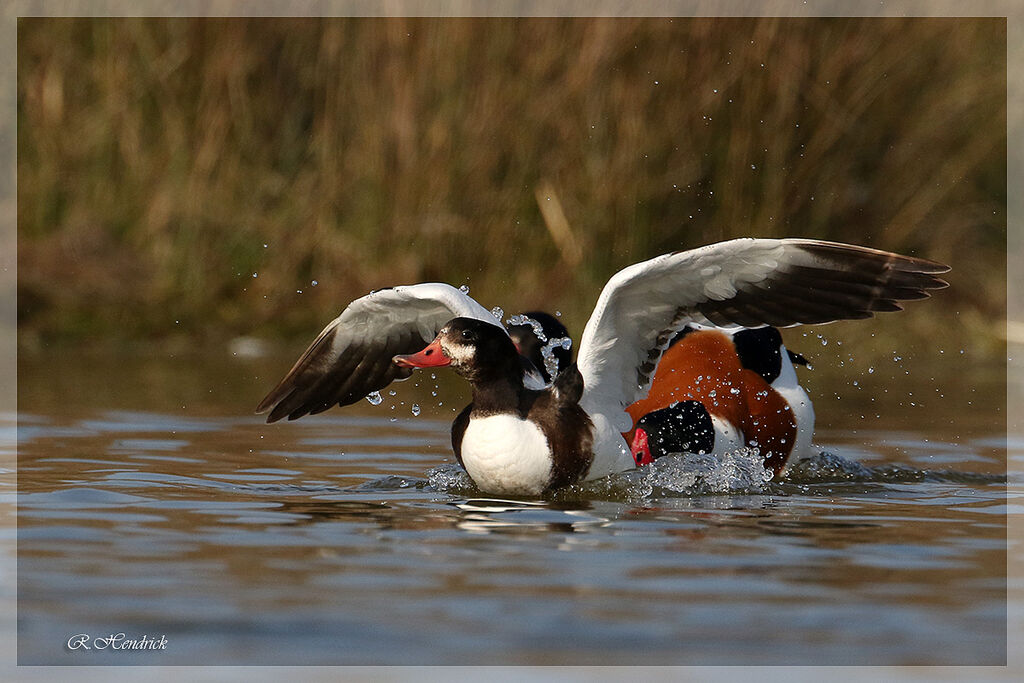 Common Shelduck