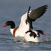 Common Shelduck