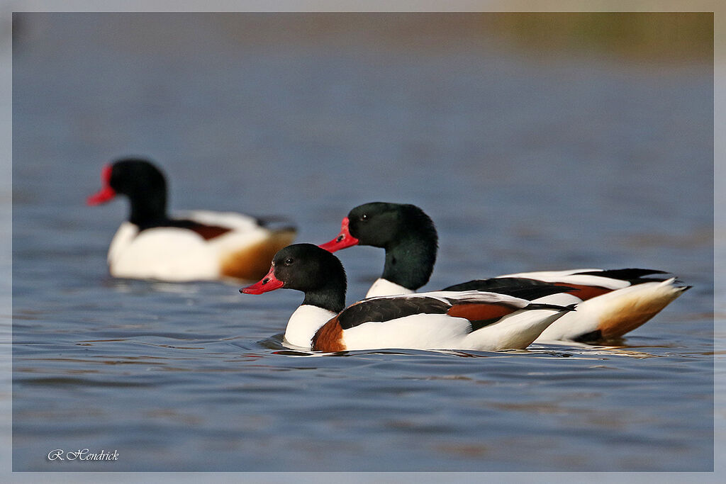 Common Shelduck