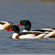 Common Shelduck