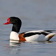 Common Shelduck