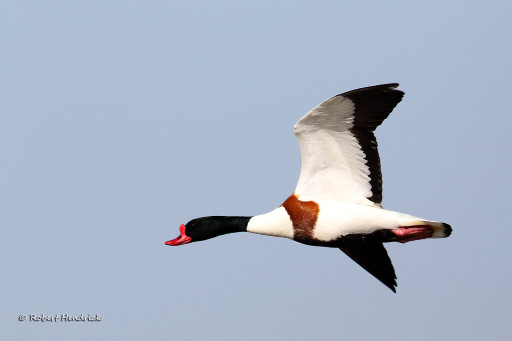 Common Shelduck