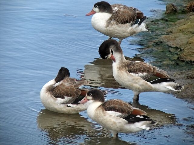 Common Shelduck