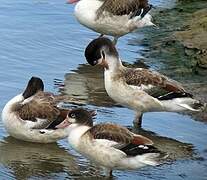 Common Shelduck