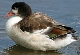 Common Shelduck