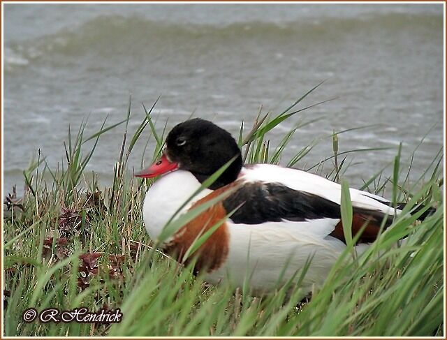 Common Shelduck