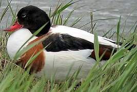 Common Shelduck