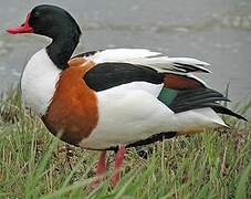 Common Shelduck