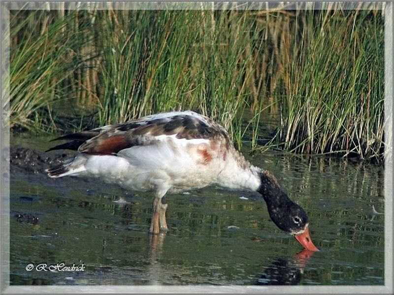 Common Shelduck