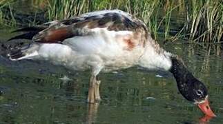 Common Shelduck